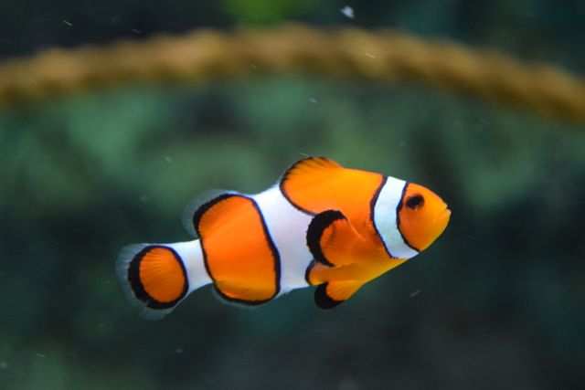 Fish swimming in clear water